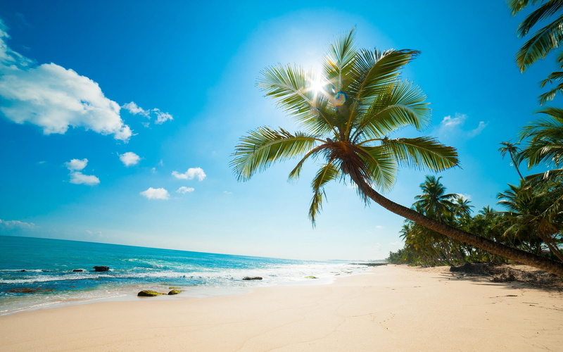 2K, idyllic, tranquil scene, tranquility, plam, caribbean, outdoors, tree, beauty in nature, sand, ireland, scenics - nature, water, land, coconut, World