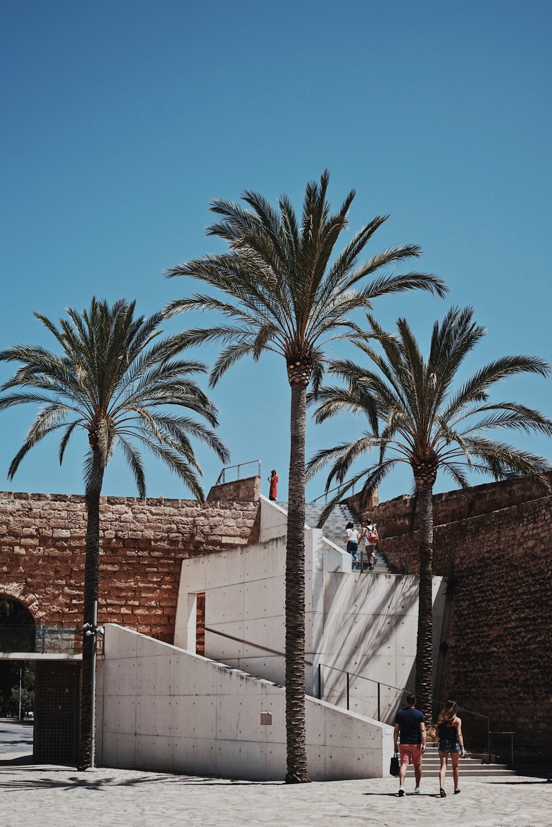  green, architecture, three, hd, vacation, people, plam tree, outdoors, city, africa, mallorca, tourist, palm Tree, hot, person, blue sky
