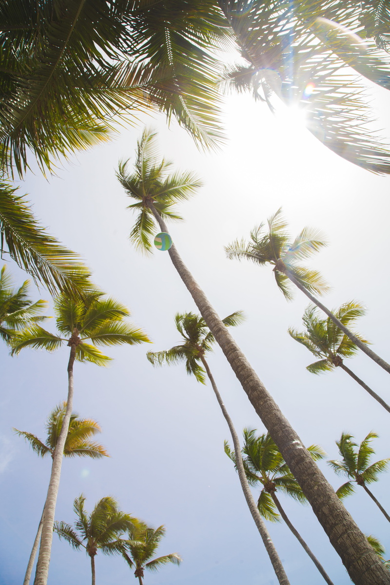 looking up, outdoors, ball, landscape, tropical Climate, summer, coconut, volleyball, travel, leaf, 5K, sea, sun, beauty In Nature, angle, seaside, sunlight