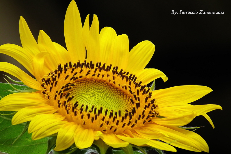 2K, sunflower, shallow focus, shallow, yellow color, petal, single Flower, focus, photograph, passione, Girasole, de, che, summer, nature, plant, giallo