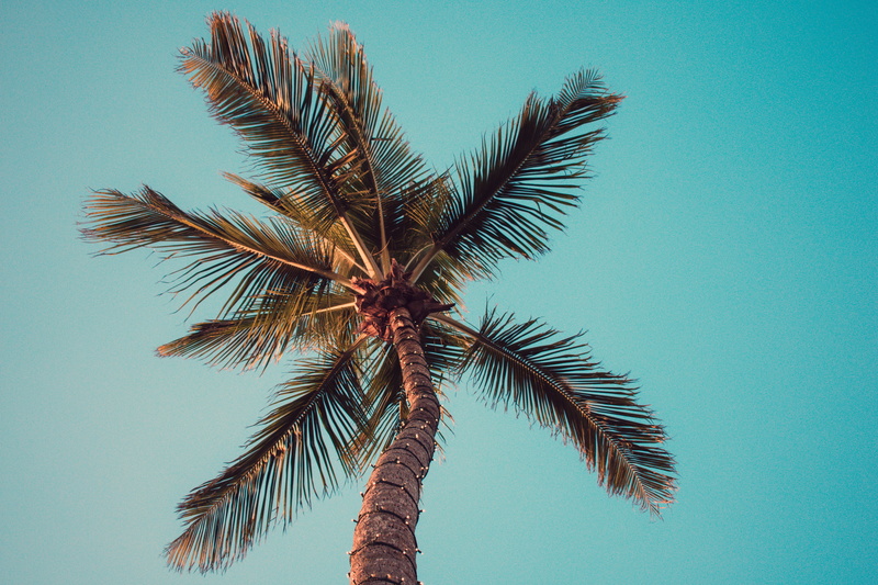 palm leaf, trunk, coconut palm tree, blue background, angle, tree trunk, sunny, coconut, tropical climate, blue sky, tranquility, low, no people, clear sky