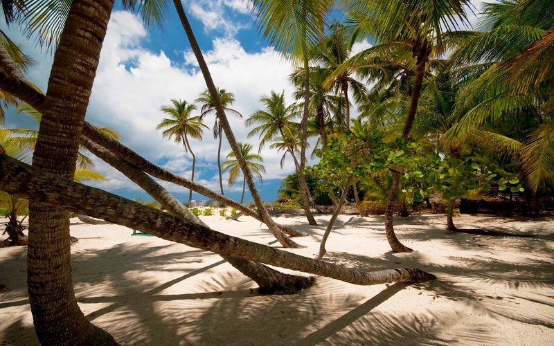 tranquility, scenics - nature, tree trunk, coconut palm tree, cloud - sky, shadow, outdoors, palm tree, sky, tranquil scene, sand, palm trees, land, tropical