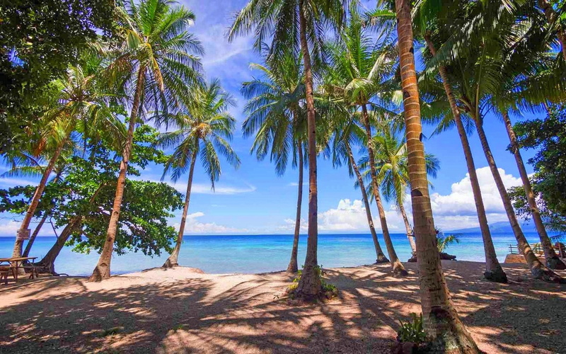 plant, sky, beauty in nature, landscape, no people, Philippines, sunlight, tropical climate, 720P, outdoors, tropical, tree, sea, palm tree, day, growth