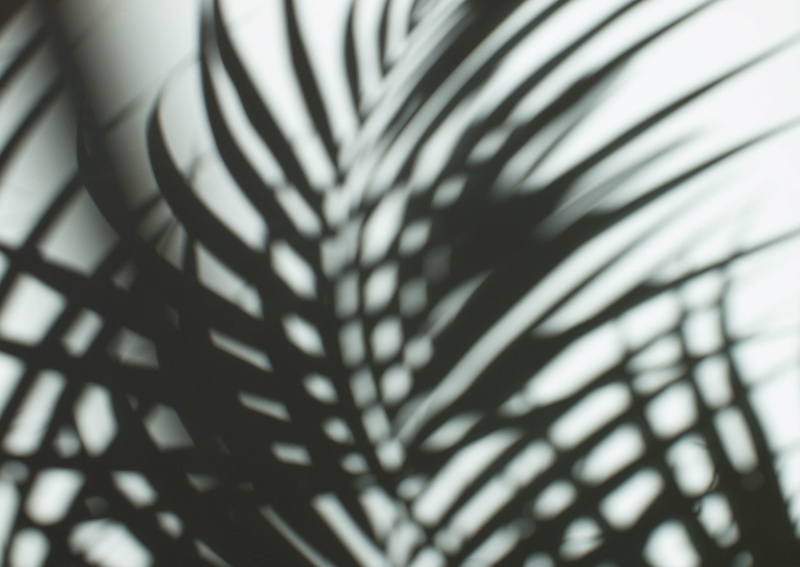 pattern, close-up, 2K, macro, palm tree, striped, black And White, nature, black white, wall, black Color, no People, shadow play, abstract, bw, shadown