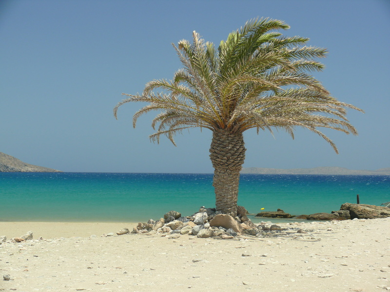 palm, beautiful, beach, tropical climate, day, beauty in nature, 2K, palm tree, crete, tree, scenics - nature, plant, shadow, clear sky, palm trees, tranquil scene