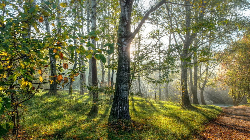 shadow, grass, sunlight, branch, path, 1080P, forest, leaves, nature, trees, wood
