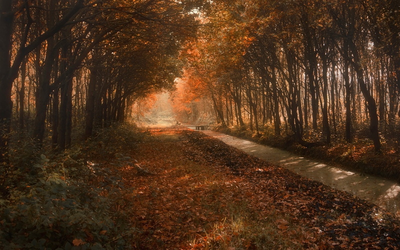 landscape, woodland, shadow, 1080P, canal, footpath, treelined, autumn, no people, brown, direction, bridge, beauty in nature, shrubs, forest, road, diminishing perspective