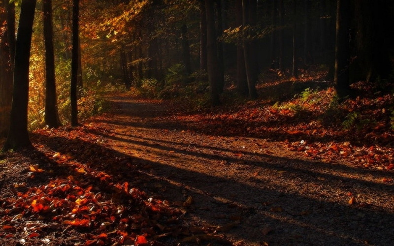 growth, woodland, autumn, leaf, leaves, plant part, trees, landscape, tranquility, fall, nature, outdoors, trunk, direction, shadow, day, path, forest
