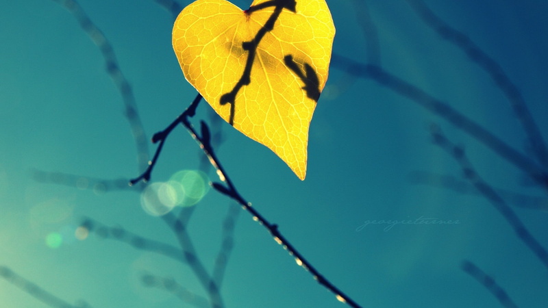 lens flare, leaf, tree, outdoors, 1080P, day, twig, plant part, yellow, growth, focus on foreground, close-up, beauty in nature, plant stem, nature, leaves