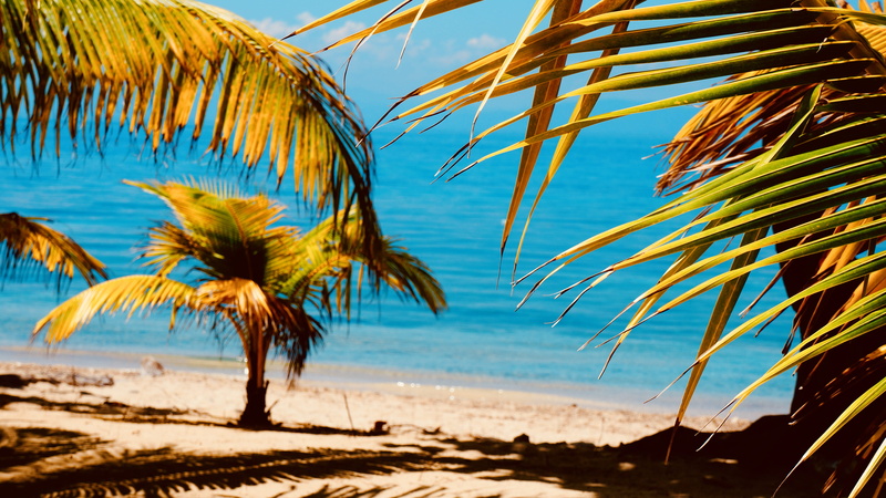 honduras, shadow, cayos cochinos, tree, outdoors, sky, no people, tropical climate, day, sea, tranquility, tranquil scene, beach, 4K, palm tree, land