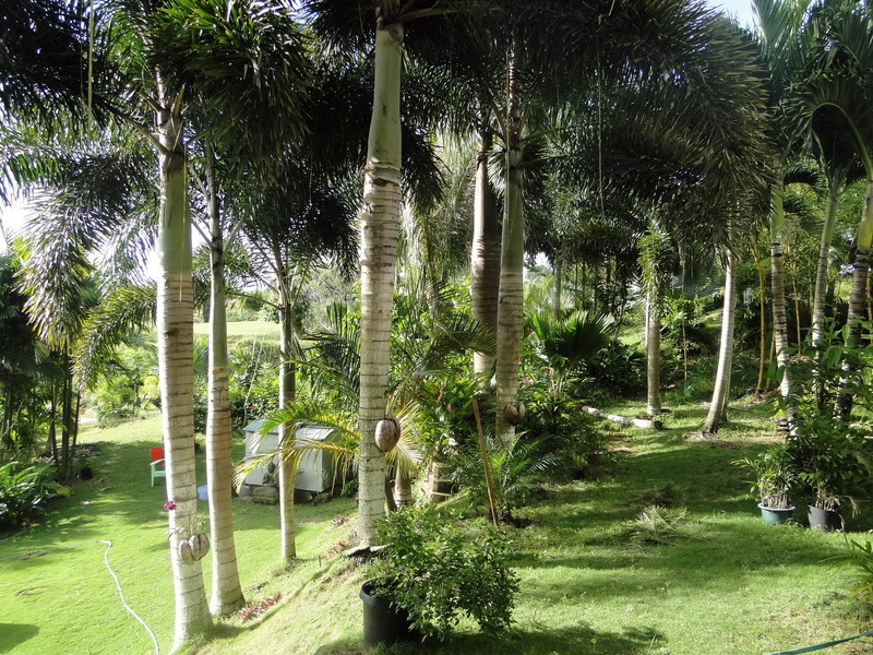 shadows, day, nature, tropical Rainforest, tree, garden, tropical Climate, asia, sunlight, idyllic, park - man made space, tree trunk, lush Foliage, forest