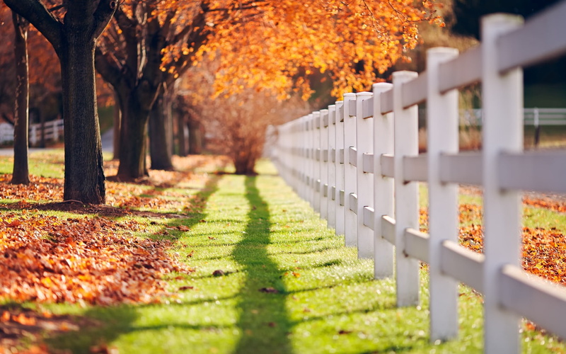  tree, the fence, greens, 1080P, background, leaves, HD, shadow, the sun, grass, day, fence, macro, trees, widescreen, autumn, full