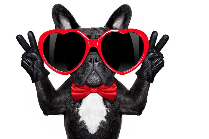 bow, valentine, black, funny, red, paw, dog, heart, Happy Valentines Day!, sunglasses, animal, caine, card, 720P
