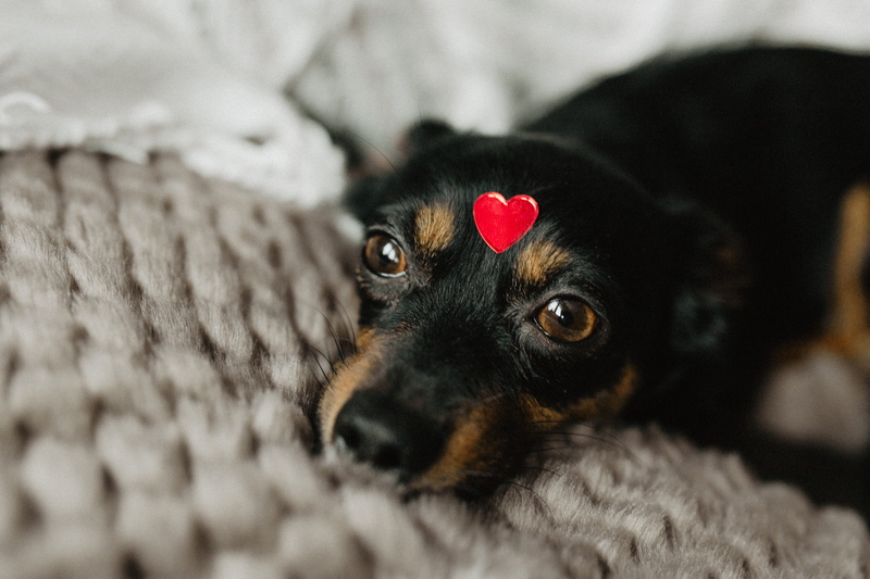 animal eye, mammal, relaxation, animal head, cute, 5K, animal, shape, red, selective focus, dog, animal themes, little, canine, close-up, black color