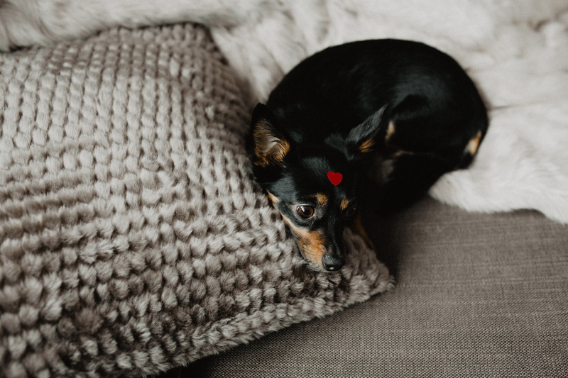 head, funny, valentine, puppy, mammal, animal themes, young animal, pet, indoors, friend, heart, 5K, animal, domestic animals, cute, vertebrate, bed, valentines day