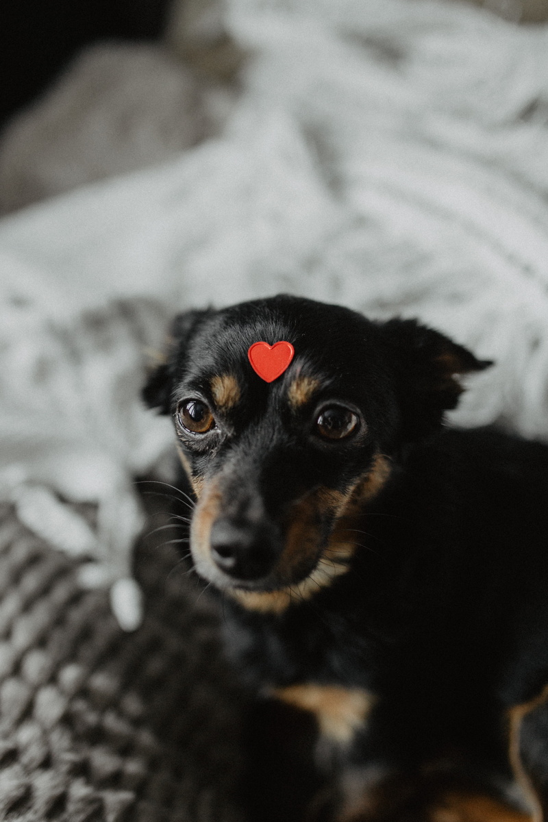 puppy, indoors, portrait, home interior, canine, little, animal themes, domestic animals, valentine, domestic, friend, pets, animal head, furniture, pet