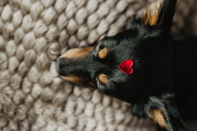 animal, indoors, dog, animal body part, animal head, mammal, valentines day, small, black color, friend, cat, puppy, love, red, one animal, vertebrate