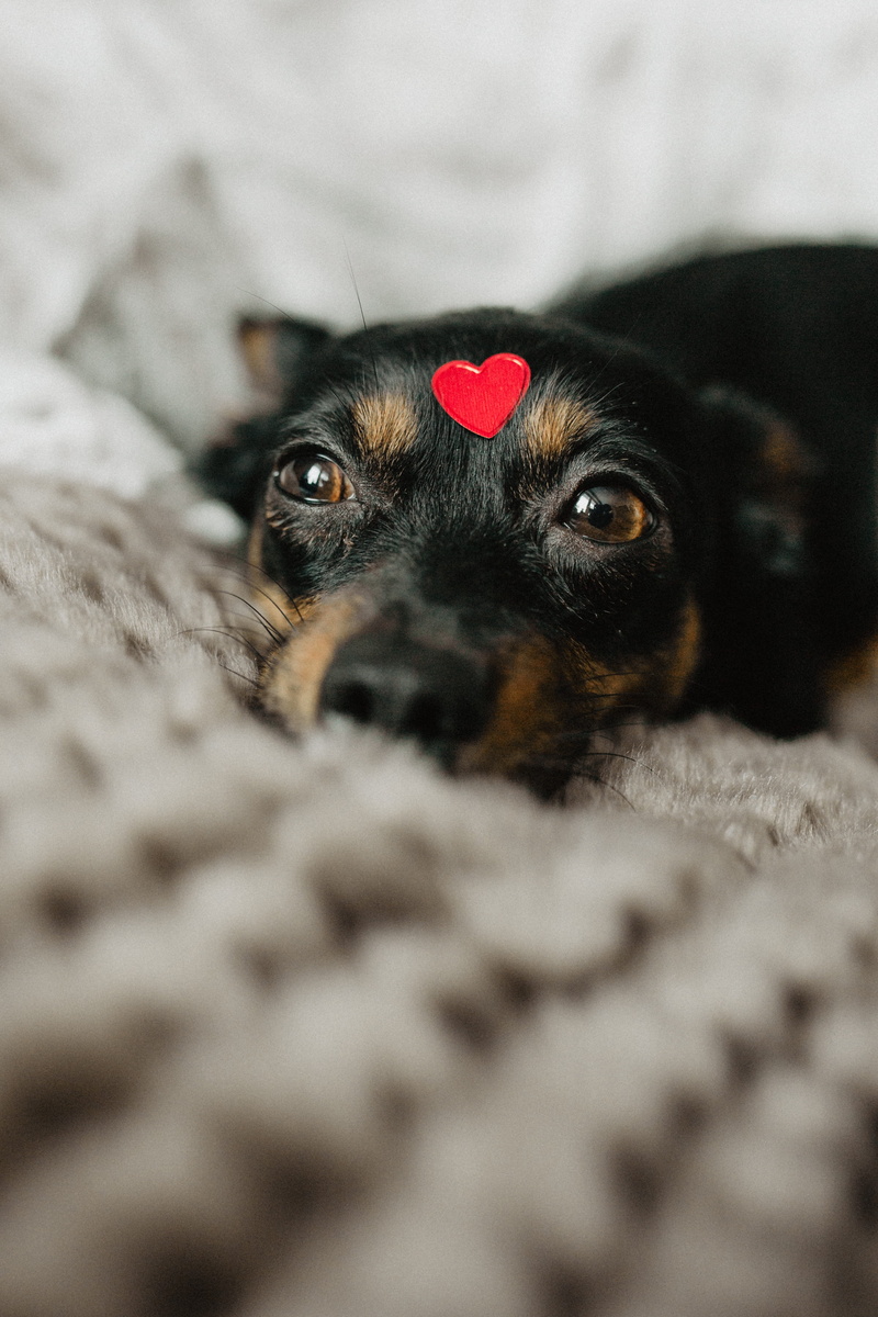 selective focus, canine, furniture, looking at camera, animal head, close-up, portrait, pets, cute, small, head, valentine, heart, vertebrate, puppy, mammal