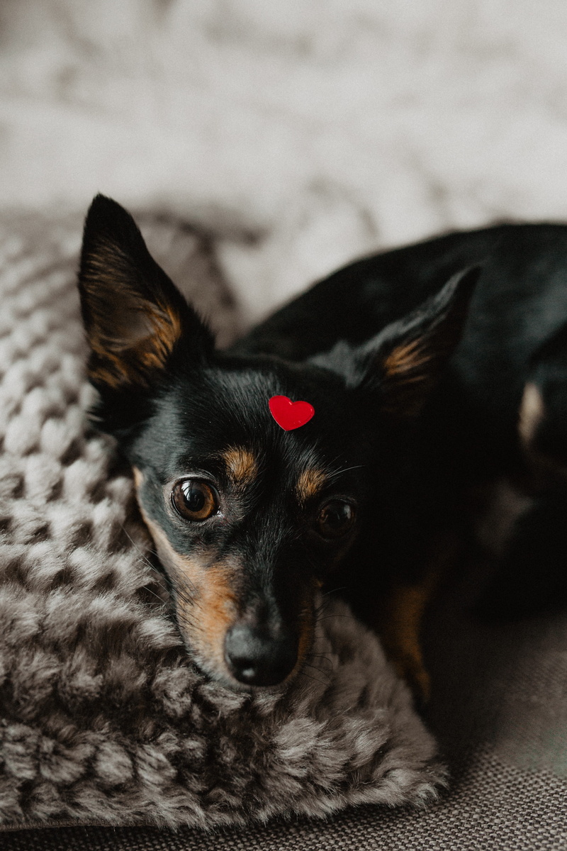 no people, canine, funny, 5K, cute, friend, home interior, mammal, animal, animal head, furniture, chihuahua - dog, valentines day, pets, head, looking at camera
