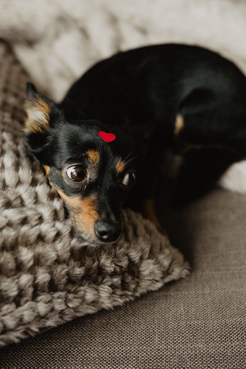 head, relaxation, funny, domestic animals, domestic, love, lap dog, pet, red, vertebrate, furniture, friend, portrait, indoors, cute, valentines day, valentine