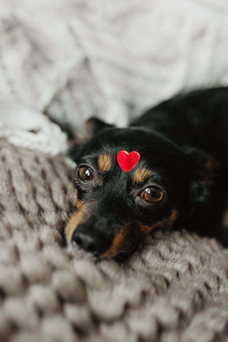dog, domestic animals, pet, indoors, furniture, canine, 5K, close-up, vertebrate, animal themes, portrait, small, animal, selective focus, valentines day