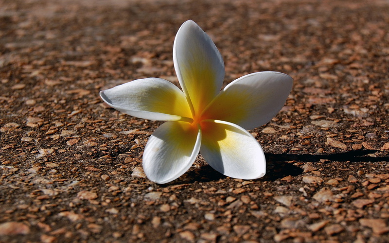 frangipani, nature, inflorescence, no people, fragility, beauty in nature, flowers, selective focus, flower, outdoors, flowering plant, growth, freshness