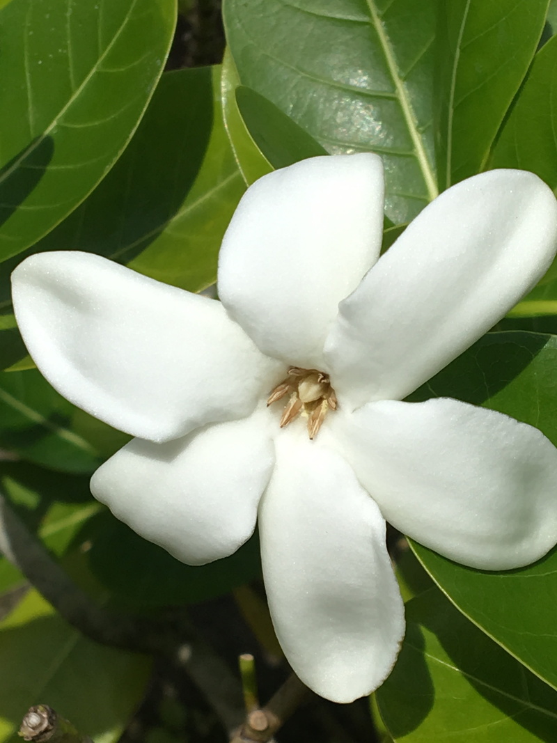 close-up, 4K, white color, leaf, nature, white, raiatea, flower, tiare, day, zen, pollen, flowering plant, petal, no people, beauty in nature, tropical