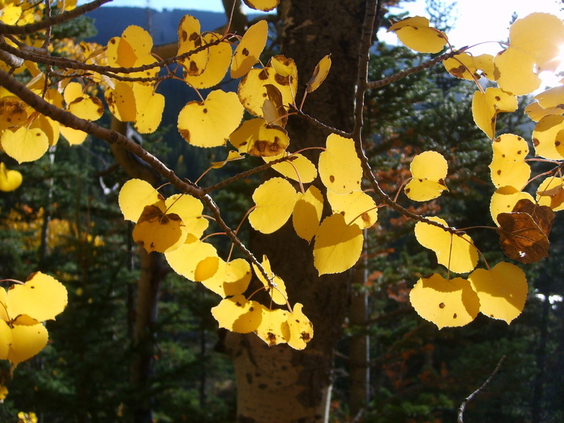 growth, mountains, plant, beauty in nature, nature, fall background, day, change, yellow, plant part, hiking, close-up, trees, twig, sunlight, fall, november
