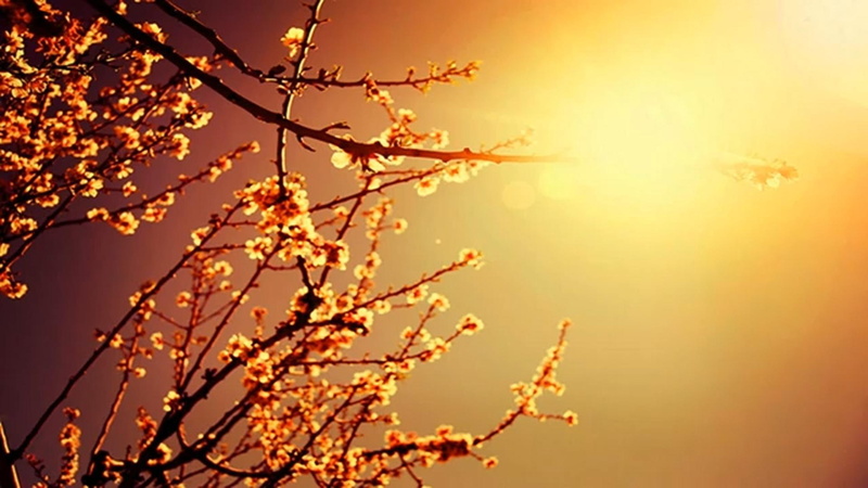 cherry, trance music, blossoms, 1080P, relax, white, nature, 3d and abstract, tree, brown, sunset