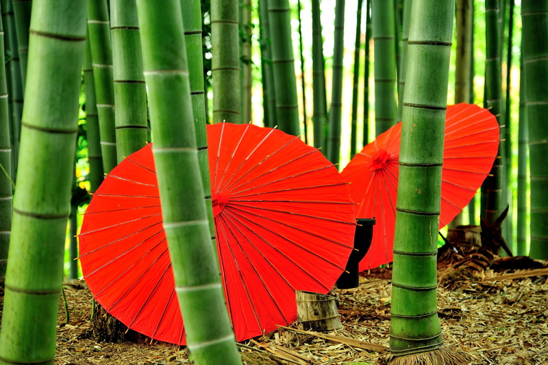 red, plant, tree, pattern, land, security, leaf, close-up, paper, outdoors, brown, bangasa white, two, oil, focus on foreground, bamboo - plant, 4K, grass