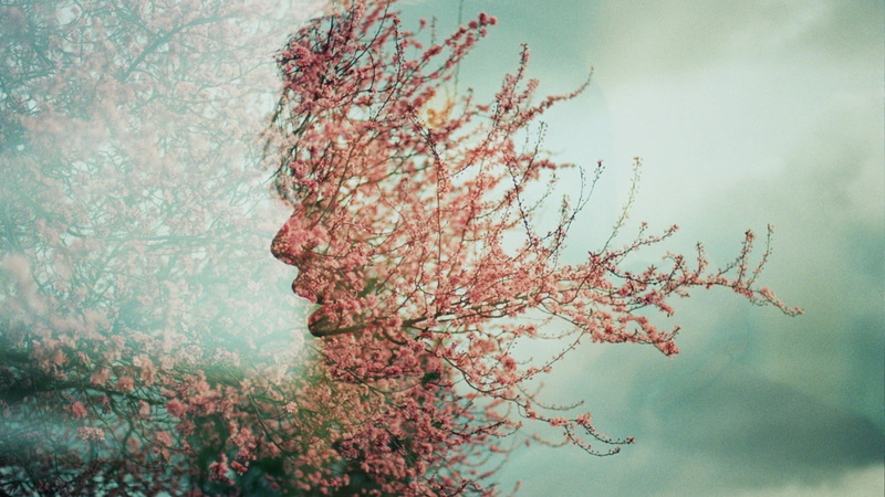 spring, fragility, freshness, digital art, imagination, outdoors, tranquility, low angle view, change, beauty in nature, blossom, nature, artwork, tree