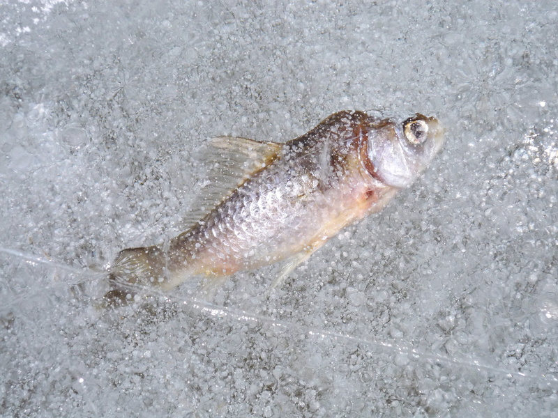 ice, animal, raw food, healthy eating, food, outdoors, food and drink, lake, hibernation, cold, close-up, no people, dermedés, animal themes, winter, 2K