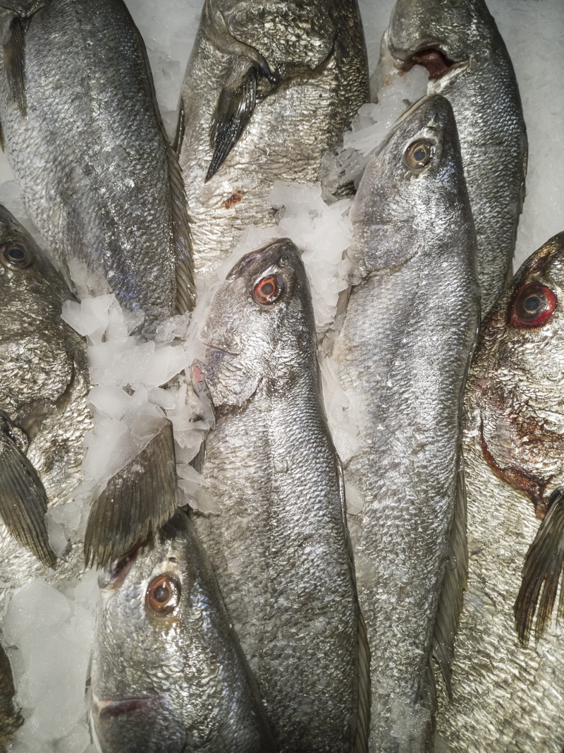 cold temperature, for sale, gourmet, cold, lifeless, no people, market stall, retail display, kitchen, seafood, delicious, marine, fish, retail, shopping