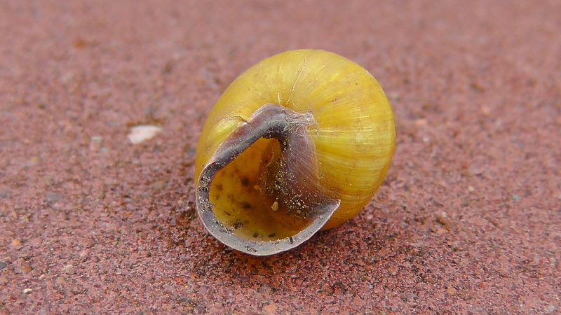 snail, yellow, food and drink, shell, single object, nature, animal wildlife, animals in the wild, focus on foreground, day, outdoors, invertebrates, land snail