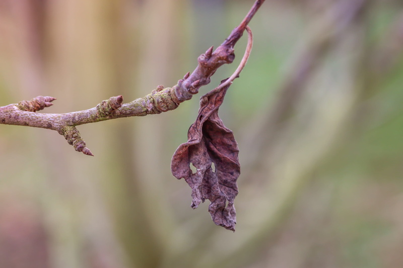 flower, selective focus, fragility, nature, twig, age, faded, no people, outdoors, transience, purple, scion, vulnerability, close up, leaf, branch, dead plant