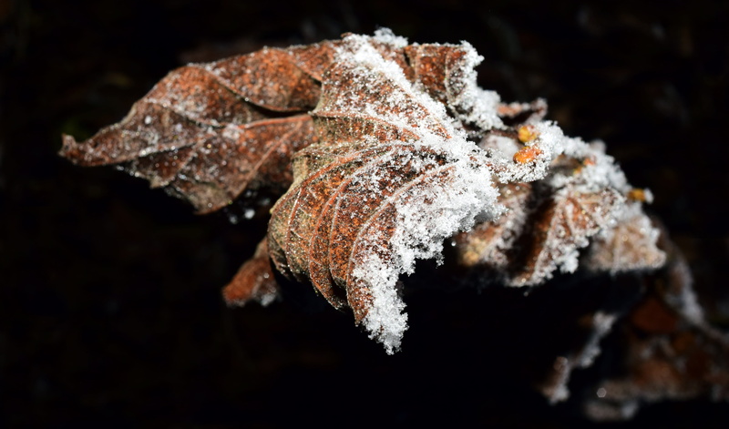 no people, snow, black background, hoarfrost, food, selective focus, 5K, dry, frozen leaves, day, lifeless, transient, plant, frost, ice, iced, dark, winter