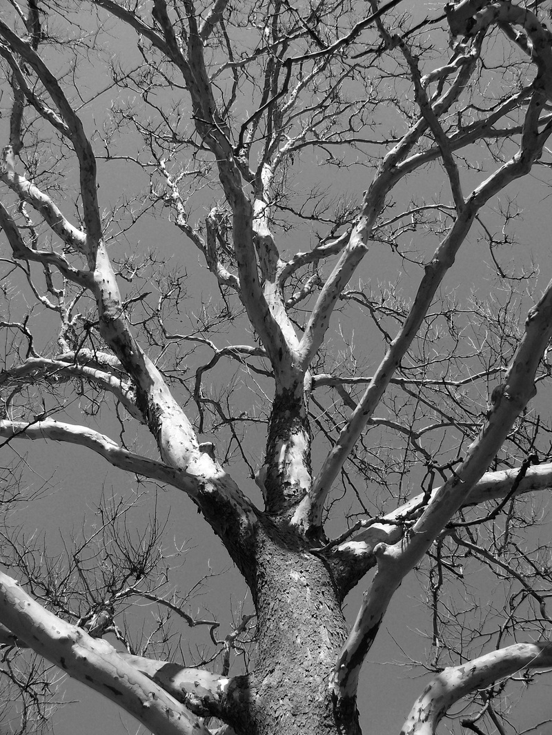 tranquil scene, trunk, black And White, lifeless, branch, tranquility, day, nature, 2K, plant, dead, dead plant, sky, winter, beauty in nature, tree trunk