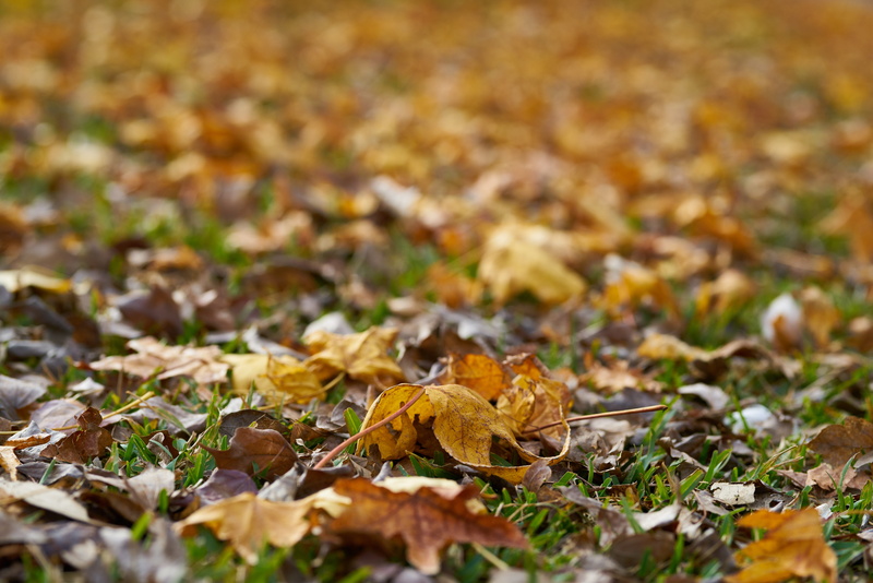 selective focus, leaf, background, change, surface level, yellow, tree, cold, fall, fragility, land, plant part, winter, beauty in nature, full frame, forest