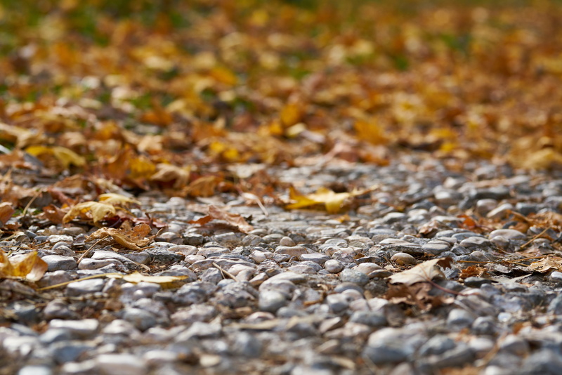 8K, trees, change, surface level, cold, park, dry, season, field, dried up, selective focus, autumn collection, the leaves are, natural condition, plant part