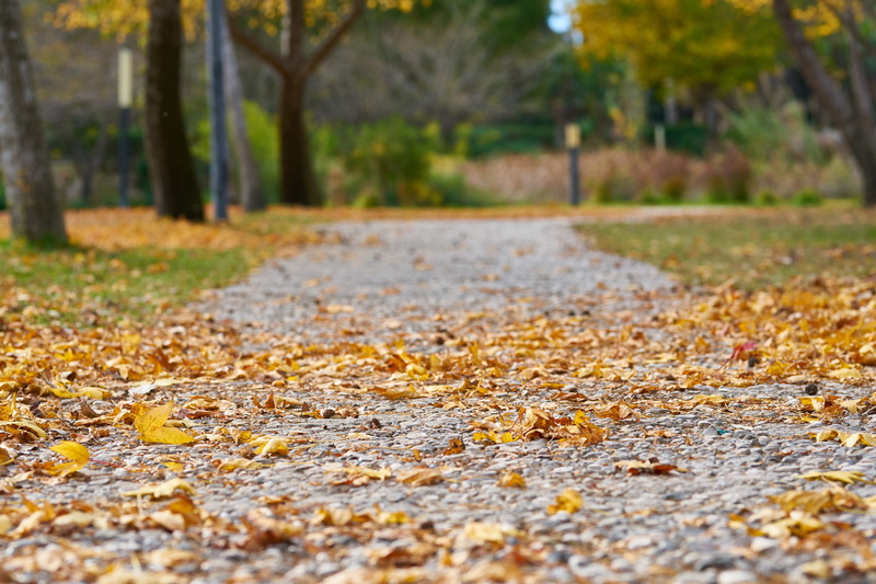 yellow, park, street, day, dried up, nature, leaves, focus on foreground, outdoors, tranquility, tree, road, dead, falling, dramatic, natural condition