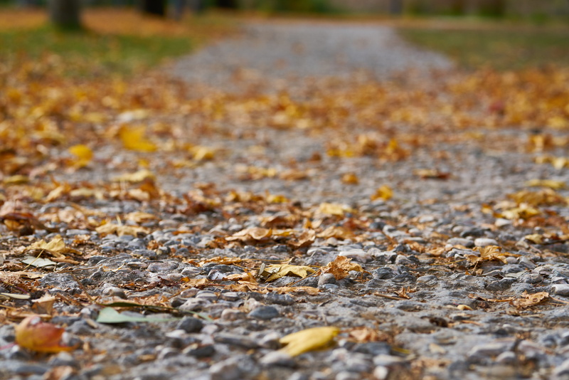 nature, tree, season, falling, surface level, change, color, outdoors, textured, autumn, the way forward, romantic, street, forest, footpath, direction