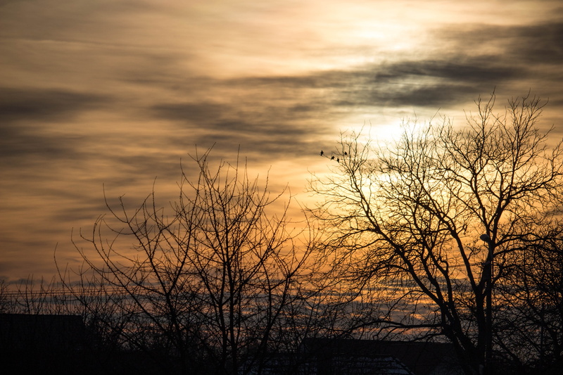 tree, scenics - nature, bare tree, dusk, tranquility, winter, beauty in nature, sun, sky, sunset, outdoors, cloud - sky, silhouette, gold, orange color