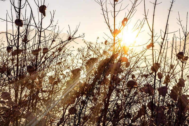 sun, plant, sunset, back light, bare tree, lens flare, nature, beauty in nature, siluete, tree, golden light, cold temperature, day, land, snow, growth