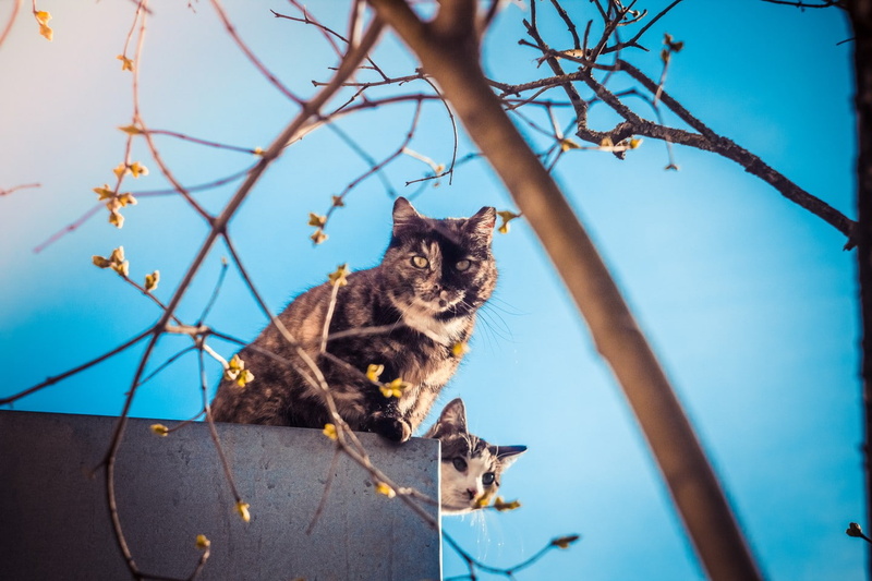 no people, feline, sky, vertebrate, domestic animals, animal themes, Riga, flowers, nature, plants, tree, pets, blue, one animal, domestic, Latvia, branch