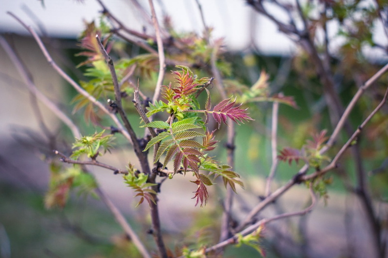plant part, spring, 720P, beauty in nature, selective focus, leaf, vulnerability, plant, succulent plant, no people, botany, Riga, growth, focus on foreground