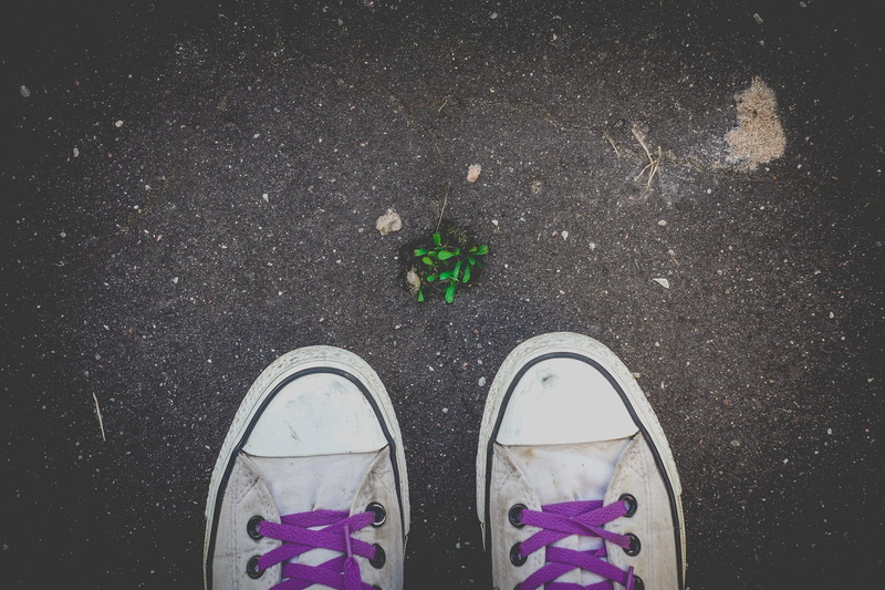 cat, grass, standing, high angle view, spring, sneakers, unrecognizable person, top, city, low, 720P, lifestyles, Riga, real people, directly above, plants