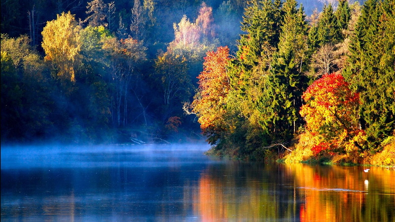 forest, water, latvia, mist, river, red, nature and landscapes, tree, 1080P, leaf, autumn, green, misty