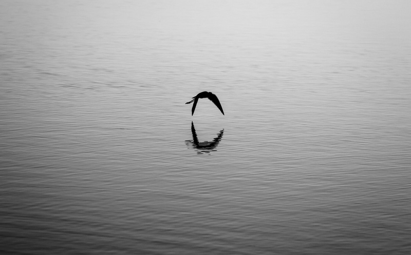 blackandwhite, Water, animal, one animal, marine, setubal, tranquility, black, Dark, animal themes, outdoors, vertebrate, Black and White, waterfront, nature
