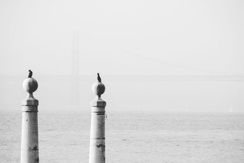 architectural column, birds, post, seagull, wildlife, tajo, clear sky, lisboa, no people, vertebrate, bird, sky, lisbon, perching, outdoors, scenics - nature