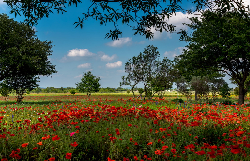 Maki, rhoeas, USA, field, Texas, Austin, summer, papaver, trees, 2K, grass, flowers, red